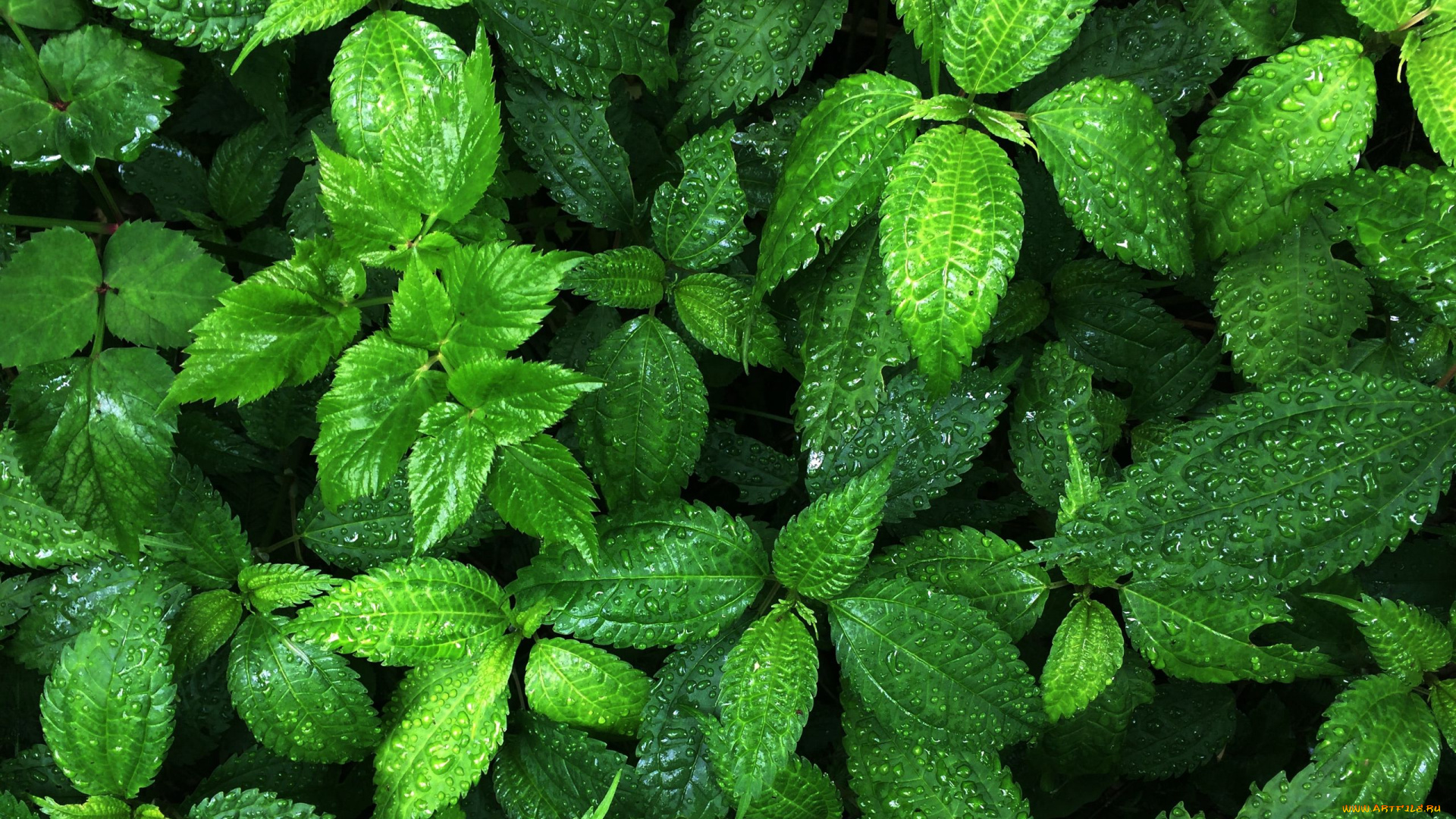 природа, листья, зеленые, капли