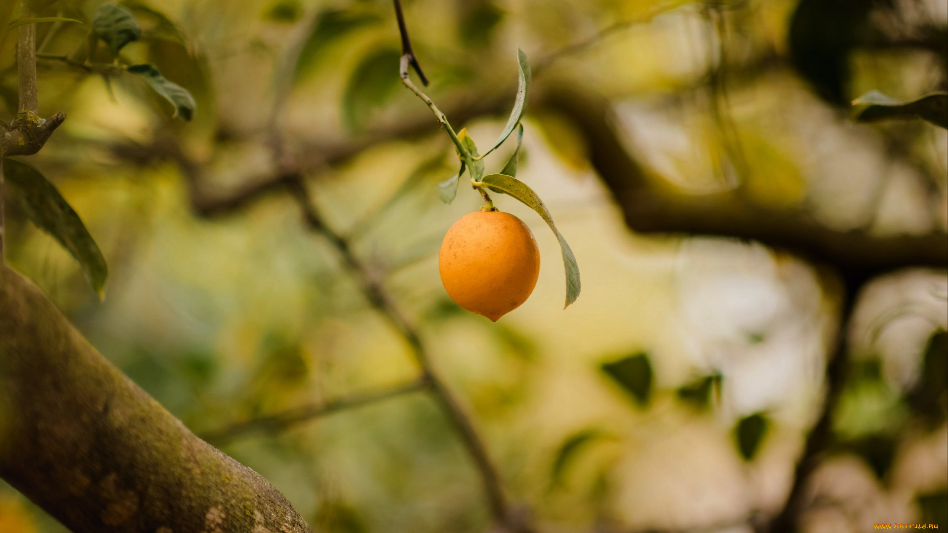 природа, плоды, лимон