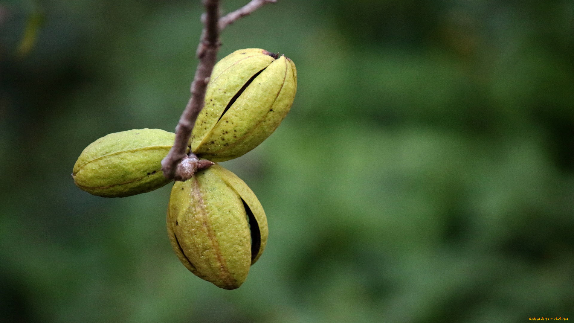 природа, плоды, пекан, орех