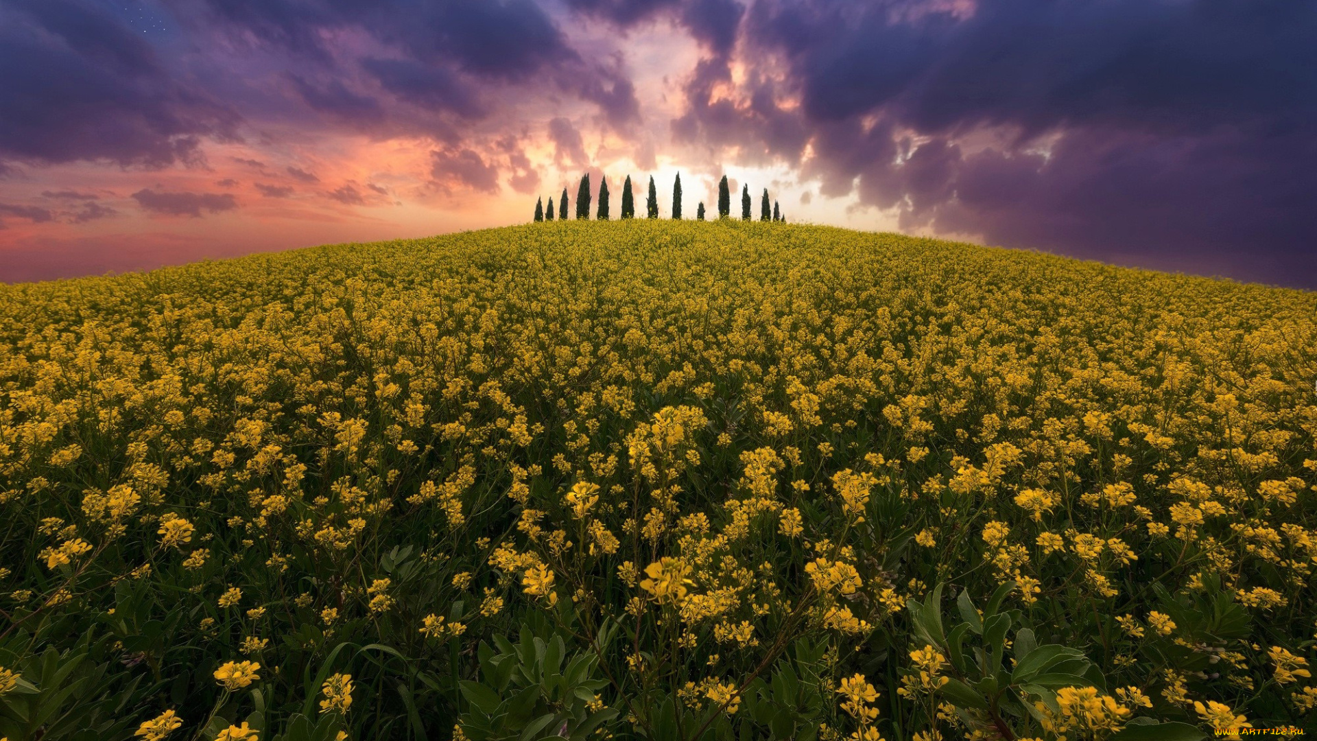 природа, поля, рапс