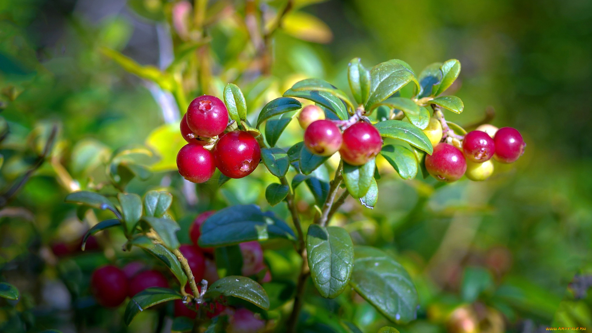 природа, ягоды, клюква