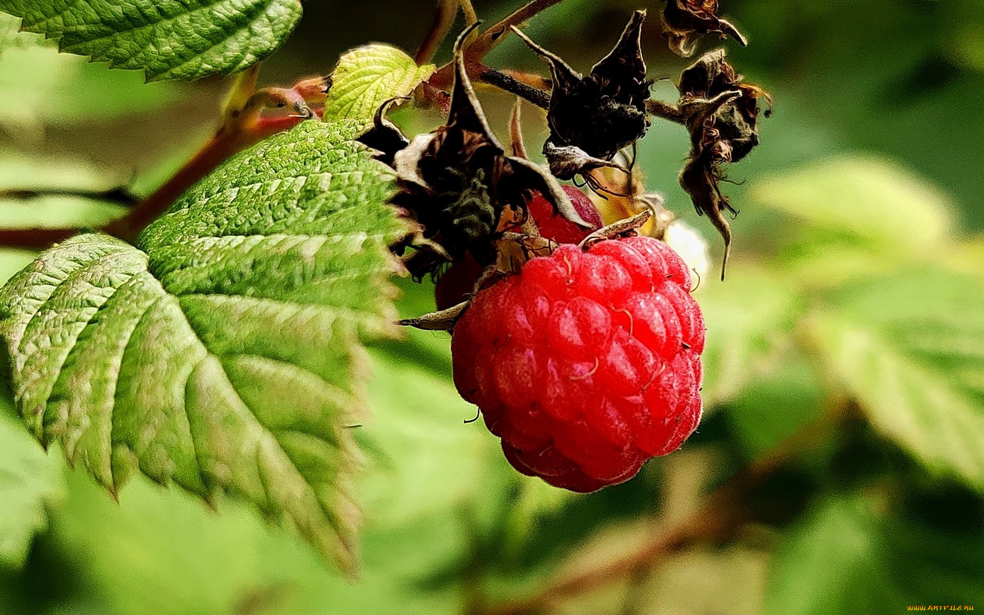 природа, ягоды, малина