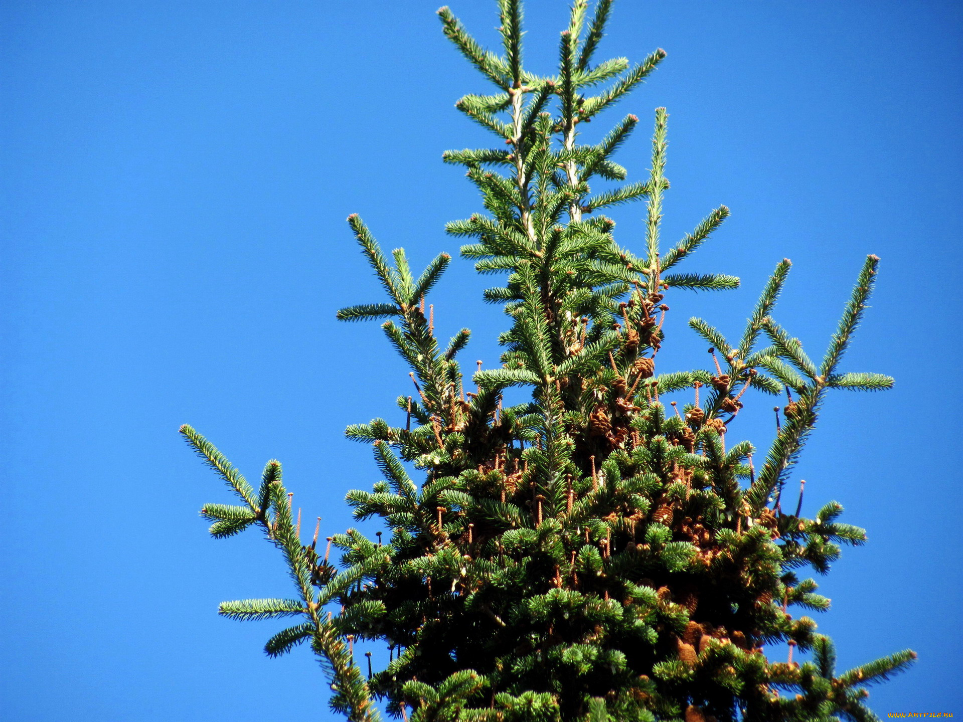 природа, деревья, сосна