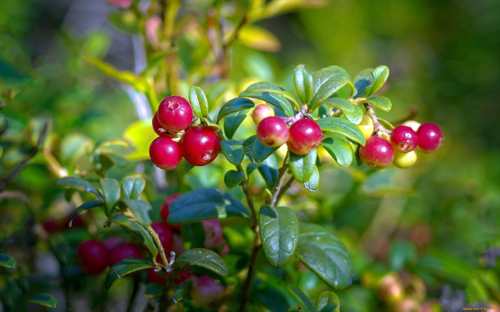 природа, ягоды, клюква