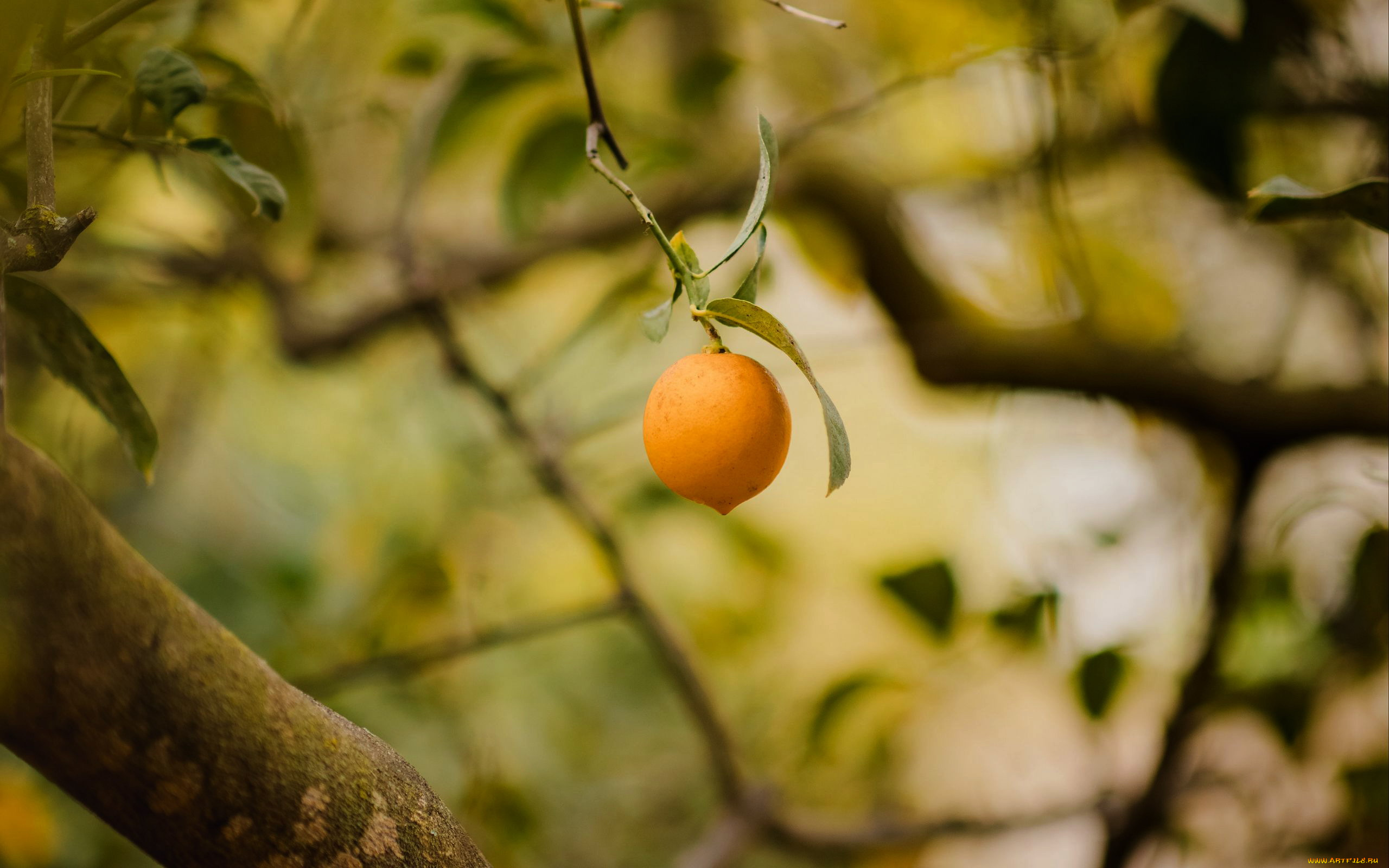 природа, плоды, лимон