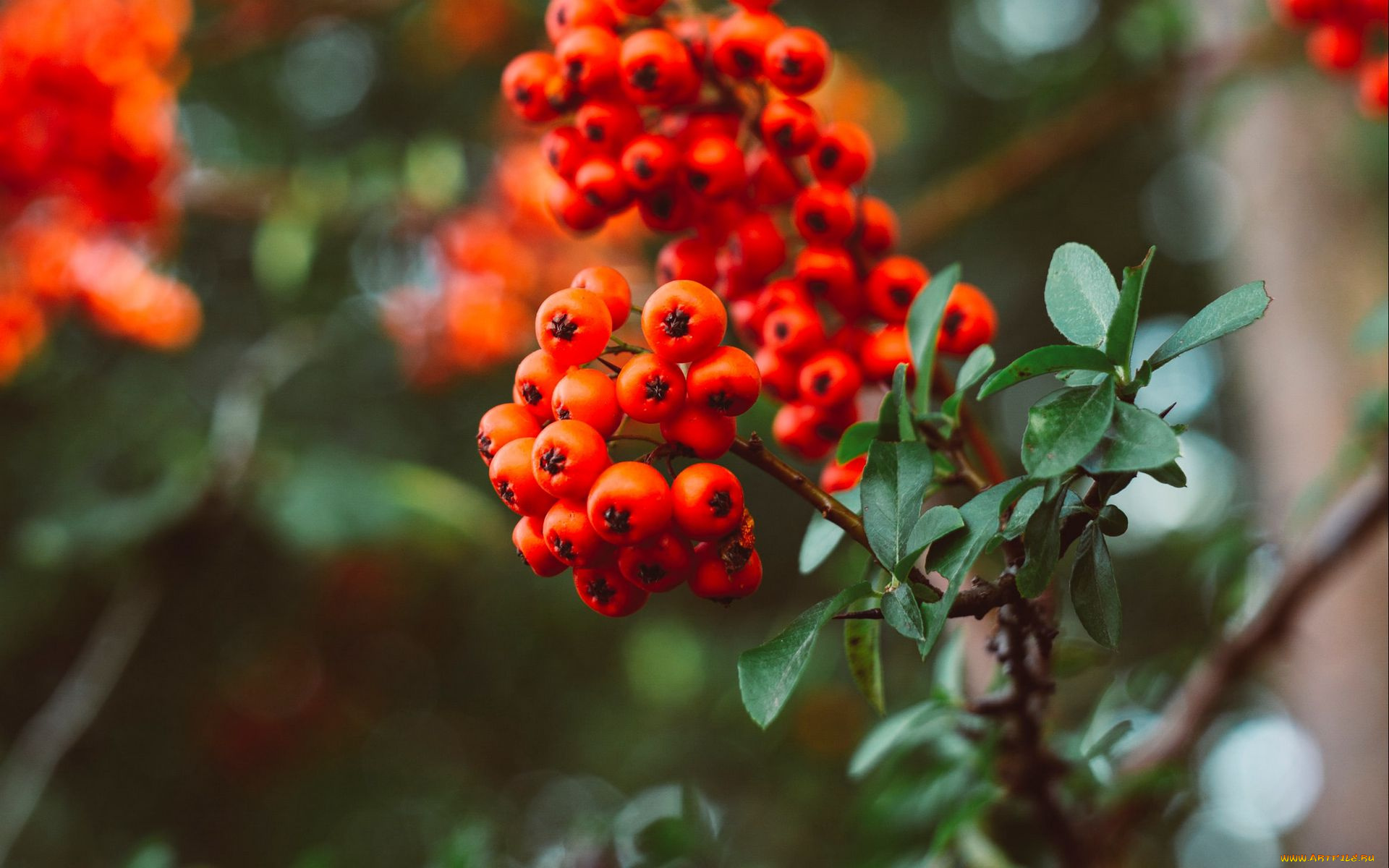 природа, ягоды, , рябина, ветка, рябина