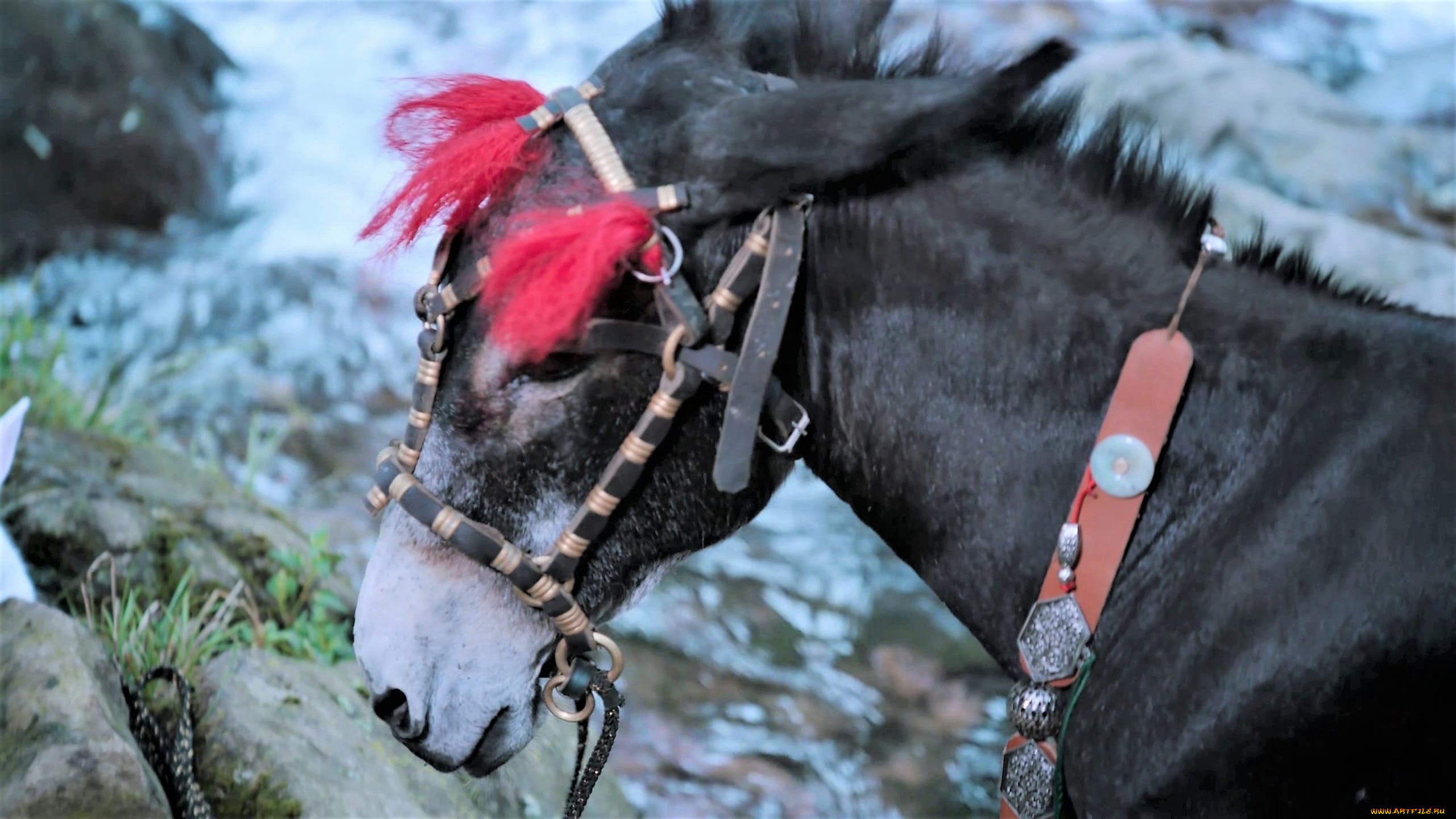 кино, фильмы, the, untamed, яблочко, ослик