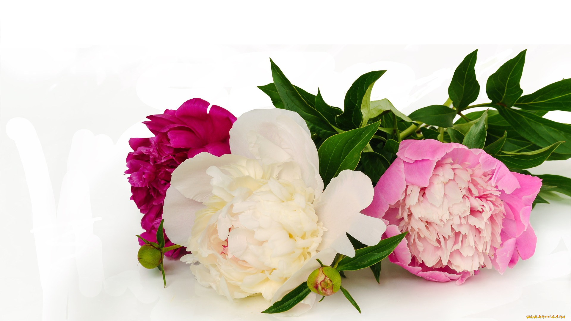 цветы, пионы, трио, розовый, белый