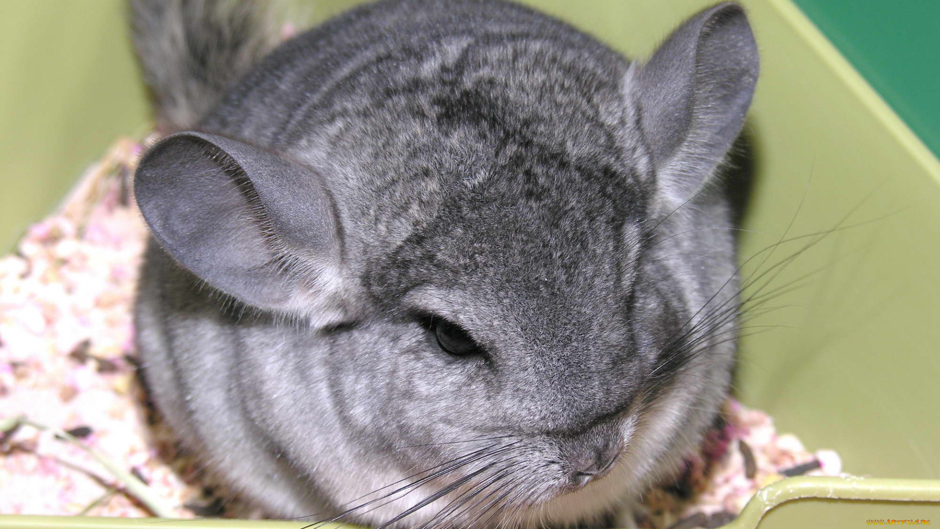 животные, шиншиллы, мышь