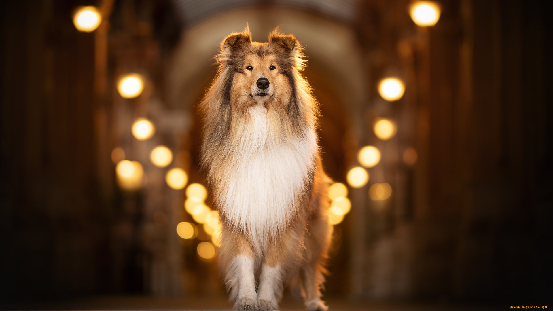 животные, собаки, собака