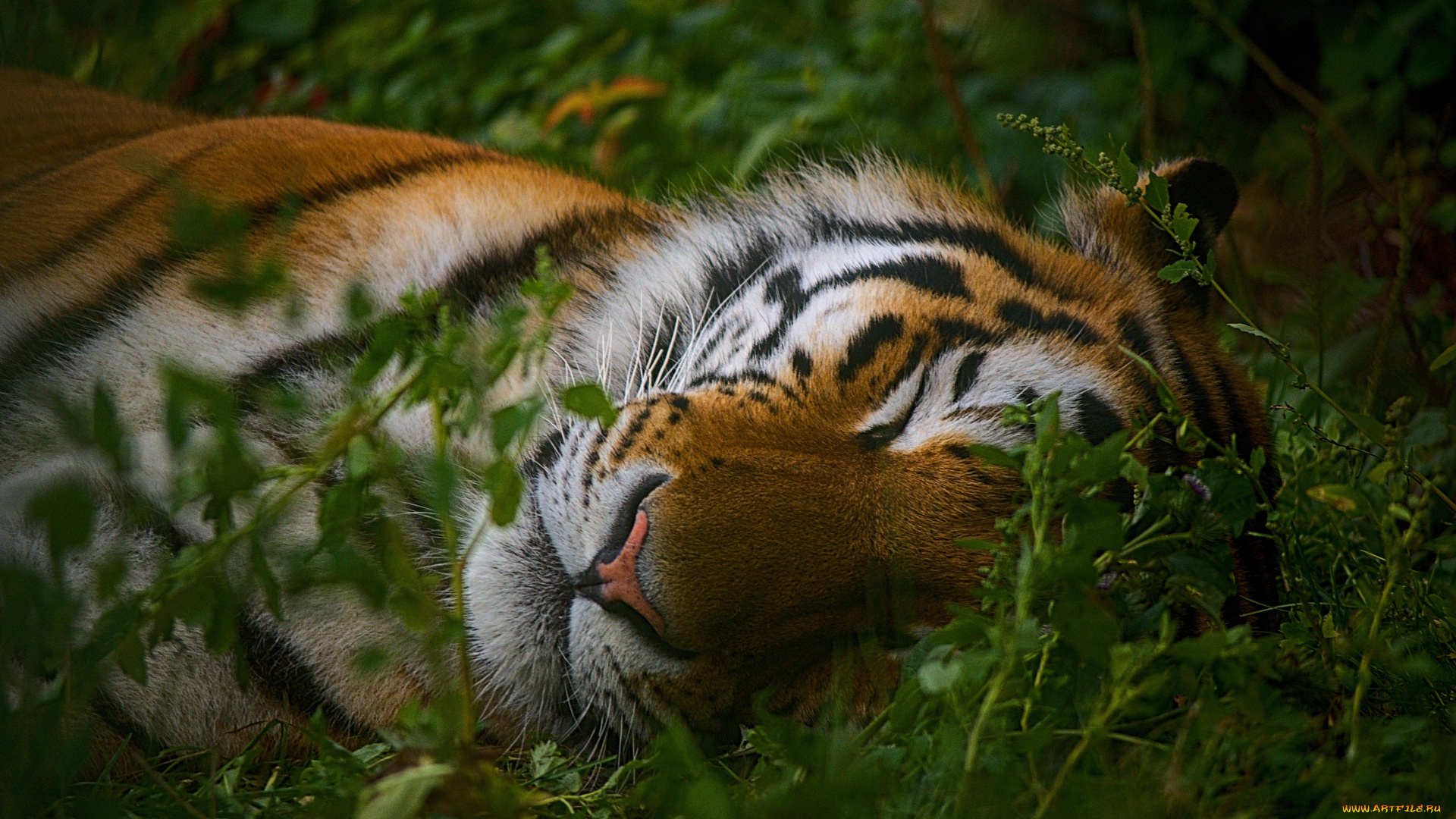 животные, тигры, тигр