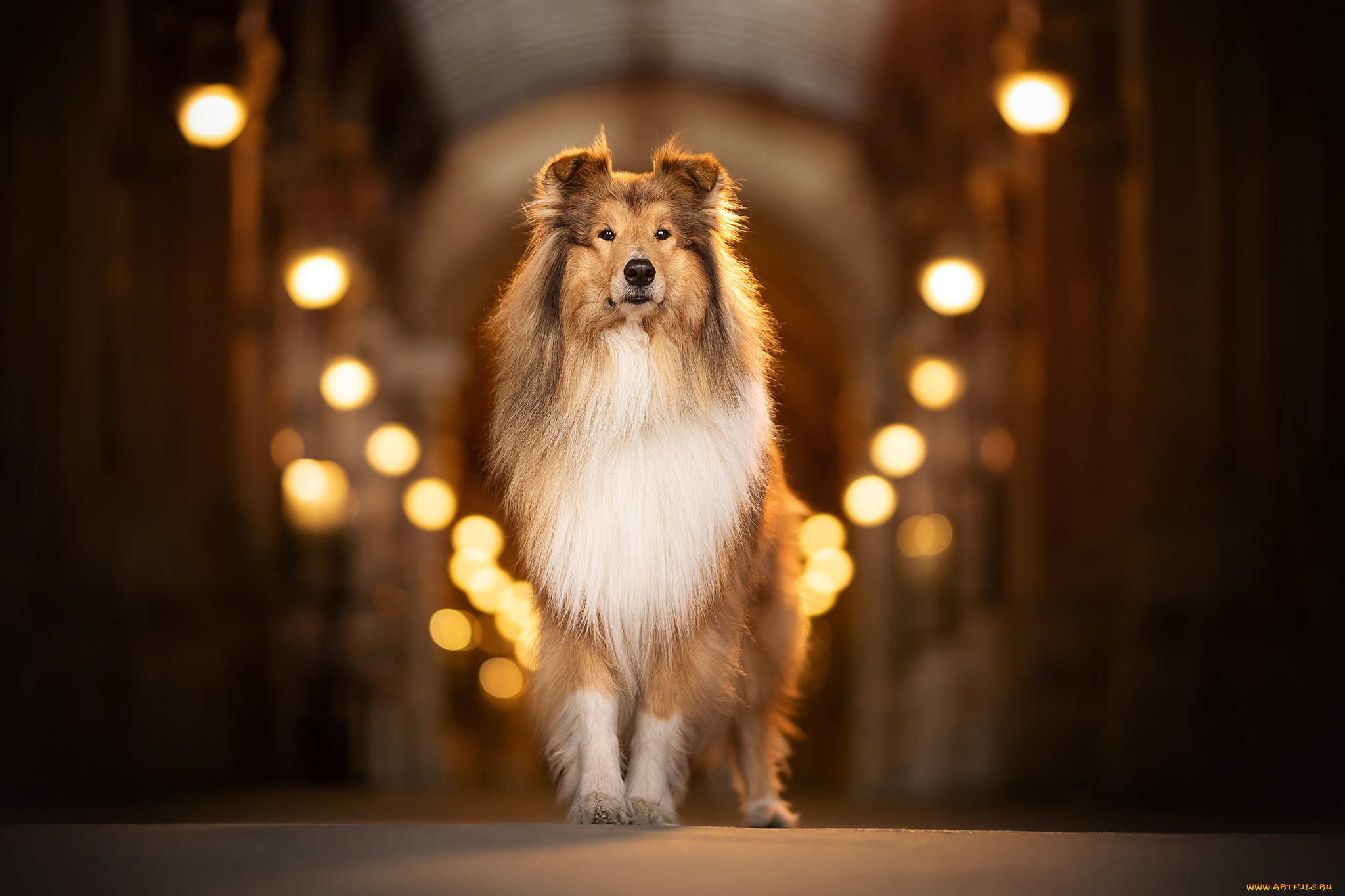 животные, собаки, собака