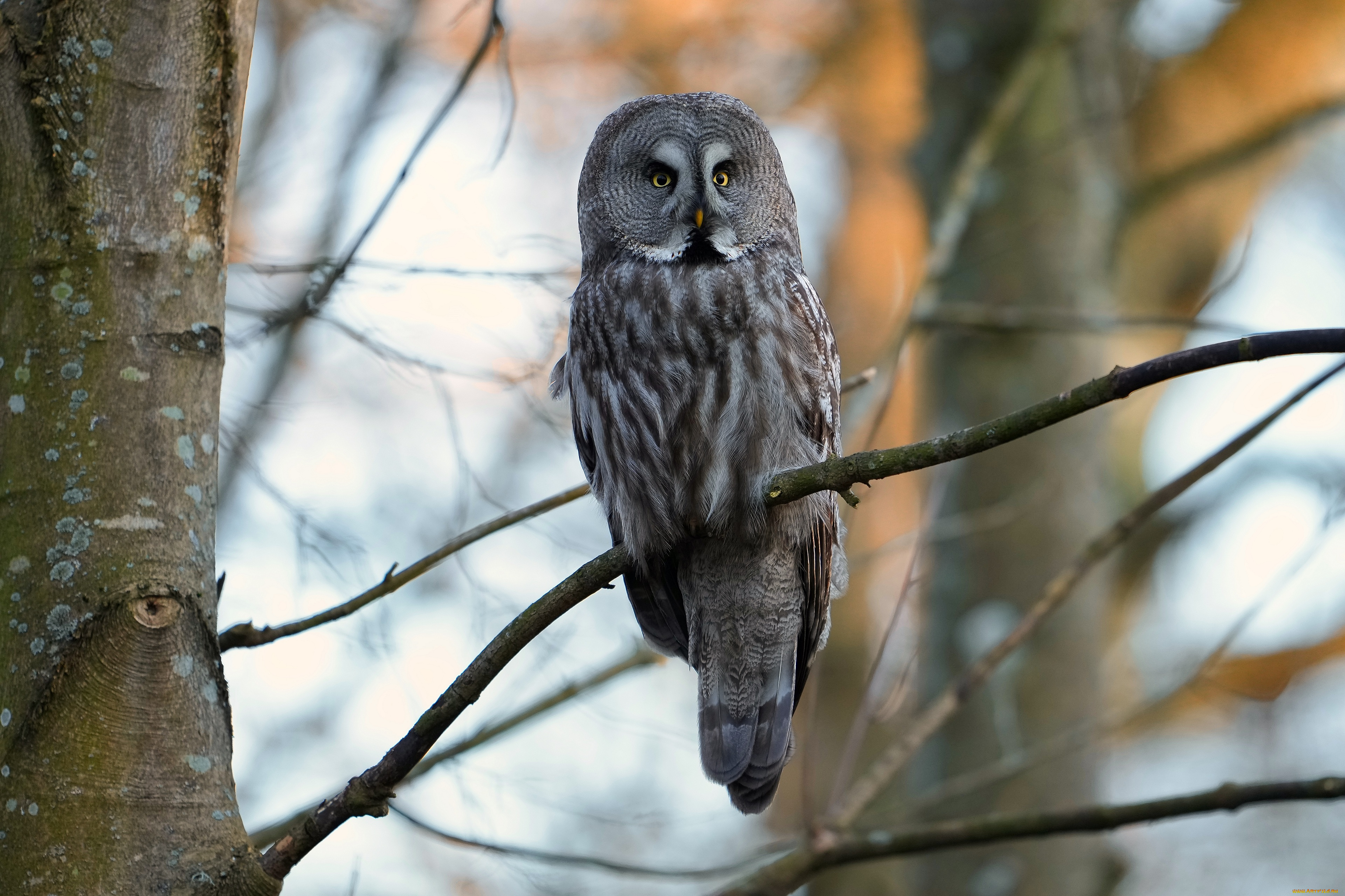 животные, совы, сова