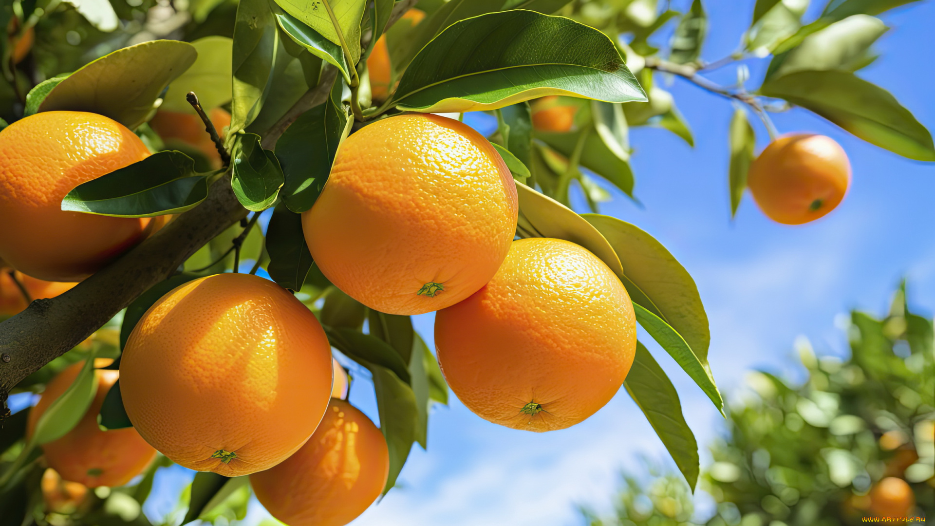 3д, графика, природа, , nature, ветка, оранжевые, апельсины