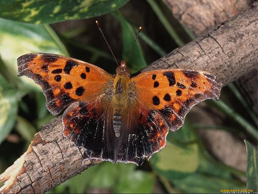 животные, бабочки