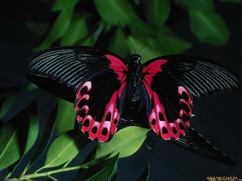 животные, бабочки