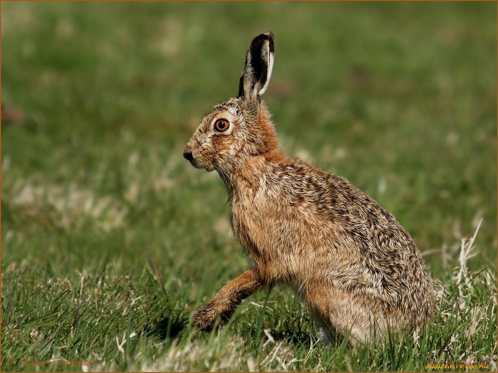 животные, кролики, зайцы