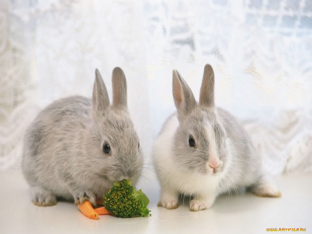 животные, кролики, зайцы