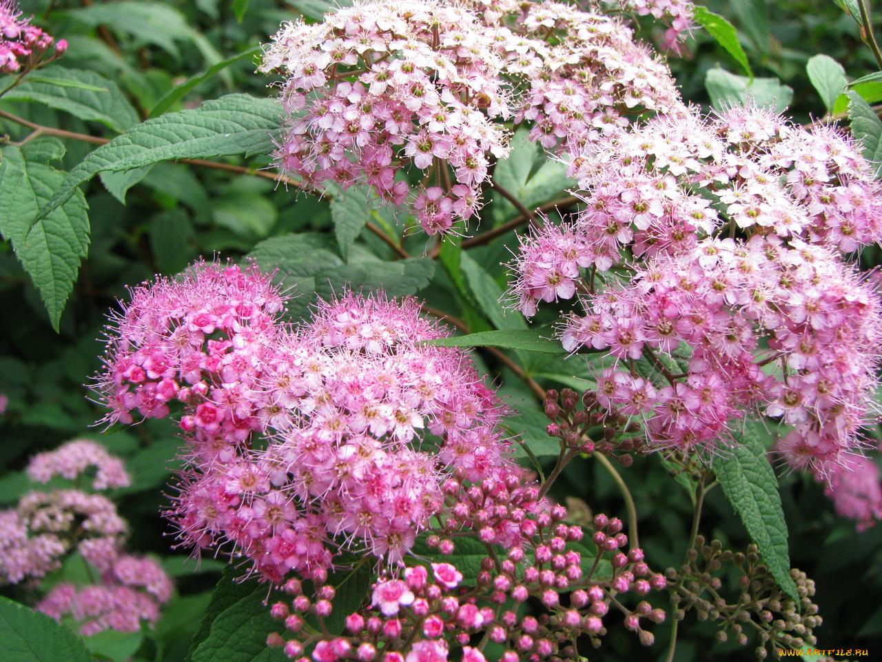 цветы, цветущие, деревья, кустарники