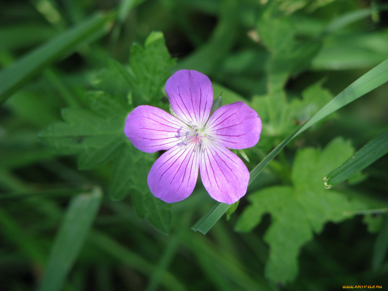 цветы, герань