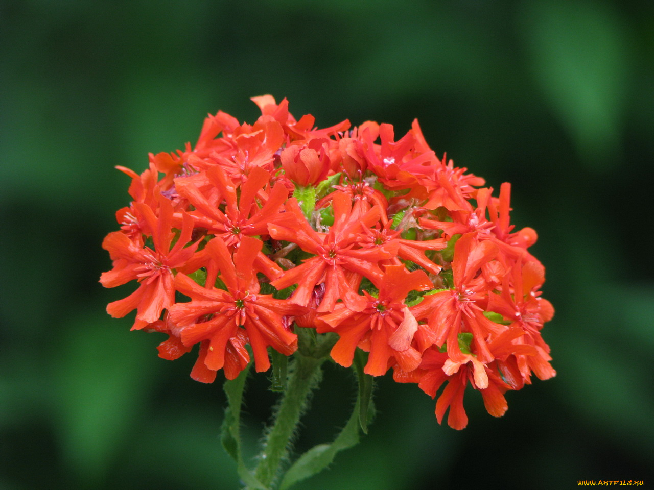 цветы, лантана, вербена