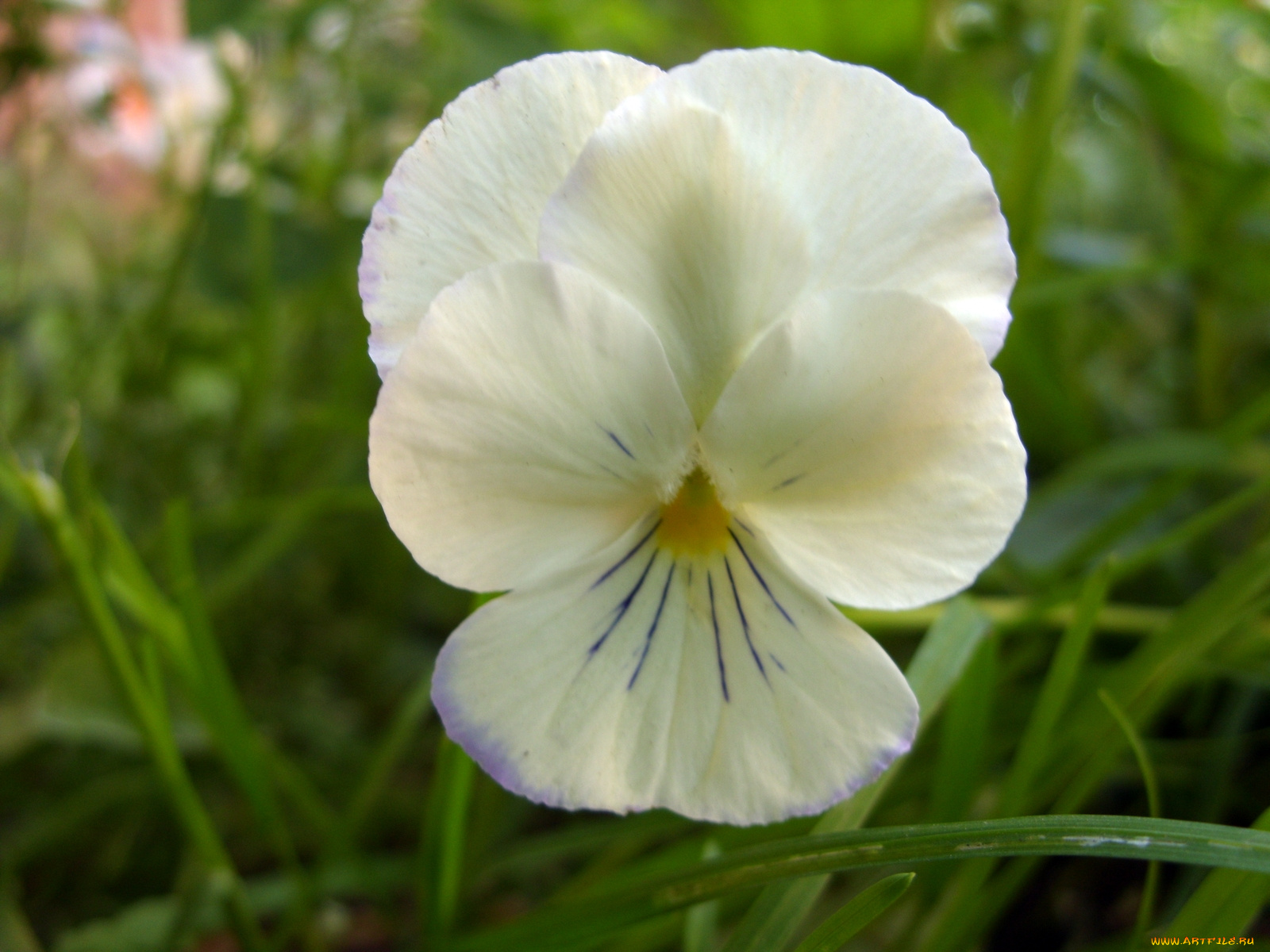 цветы, анютины, глазки, садовые, фиалки