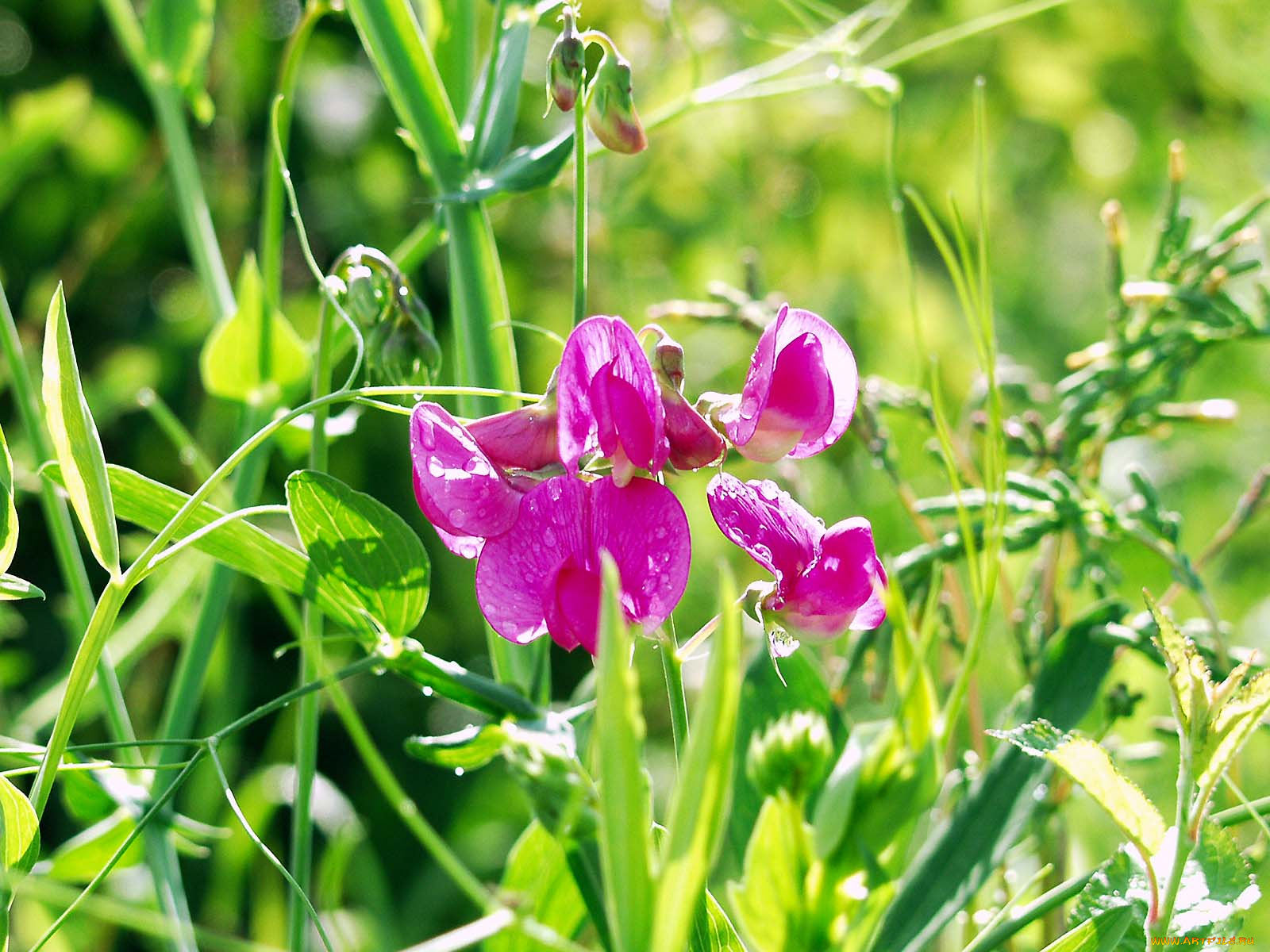 цветы, душистый, горошек
