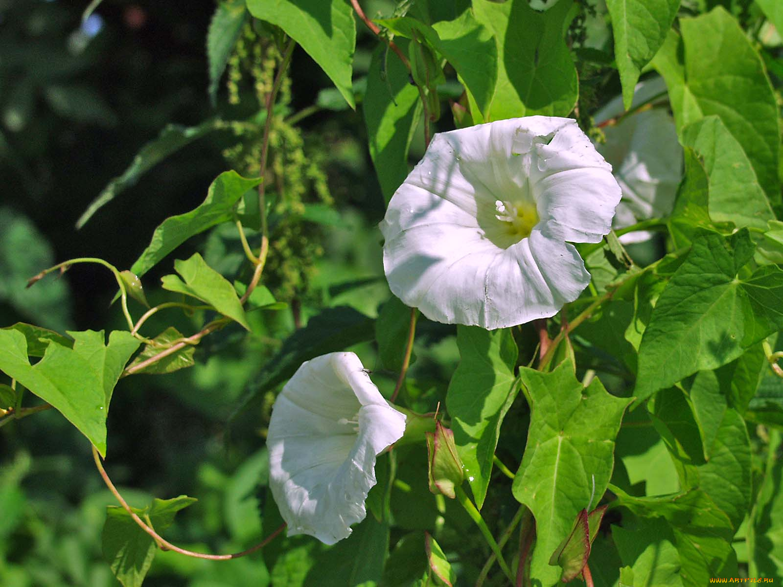 цветы, вьюнки, ипомеи
