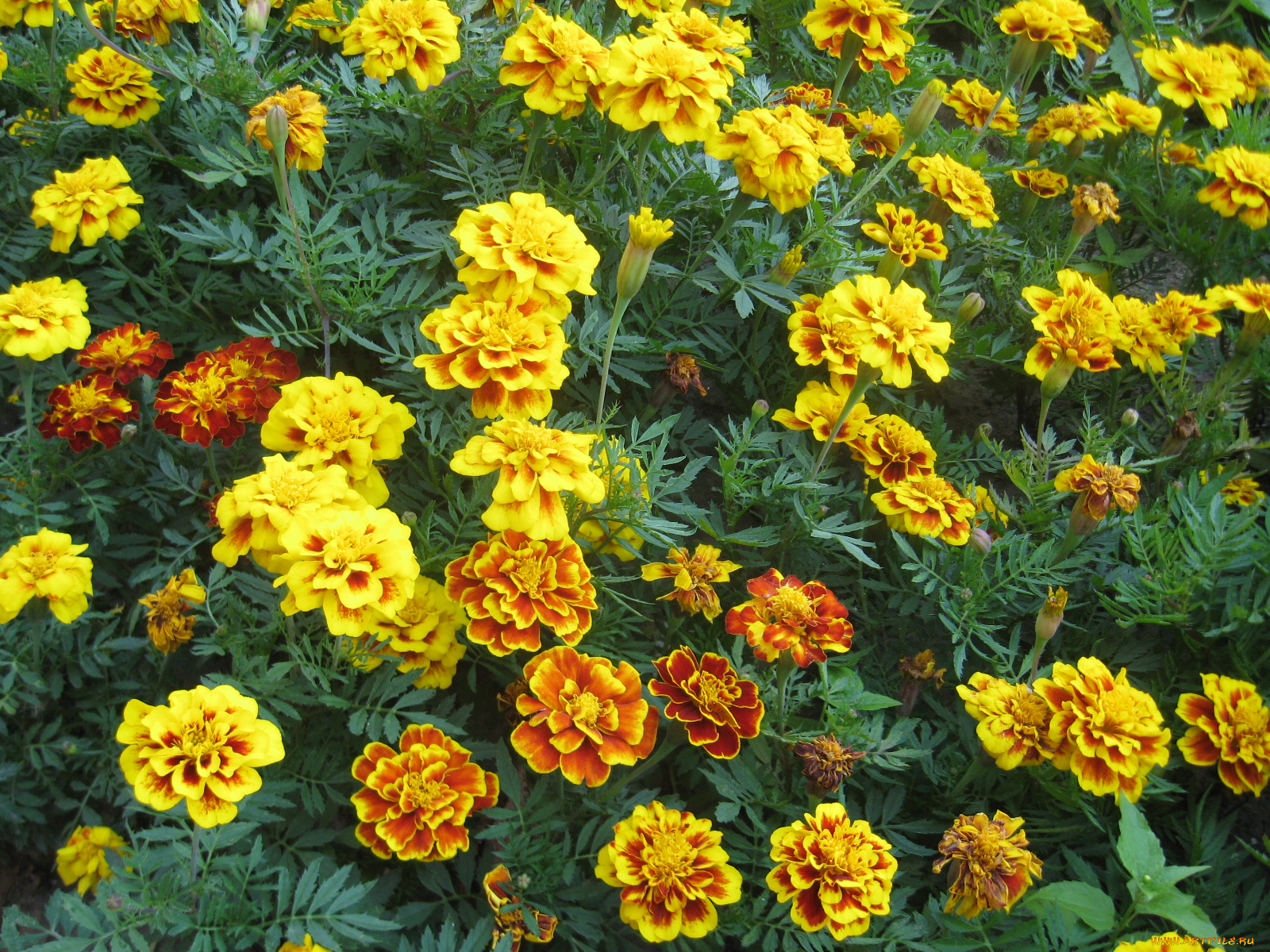 бархатцы, цветы, чебрец