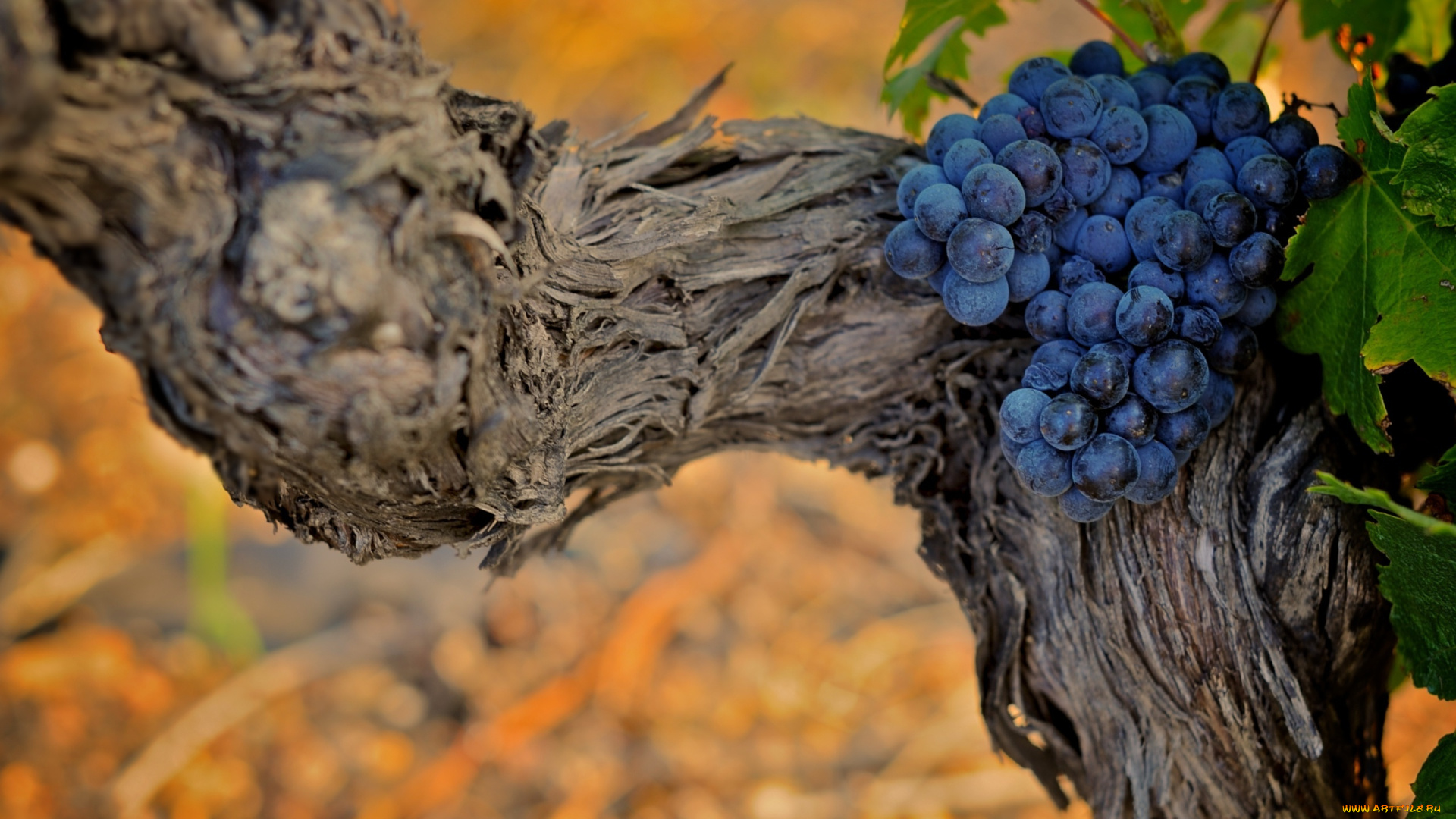 природа, Ягоды, виноград, ветка