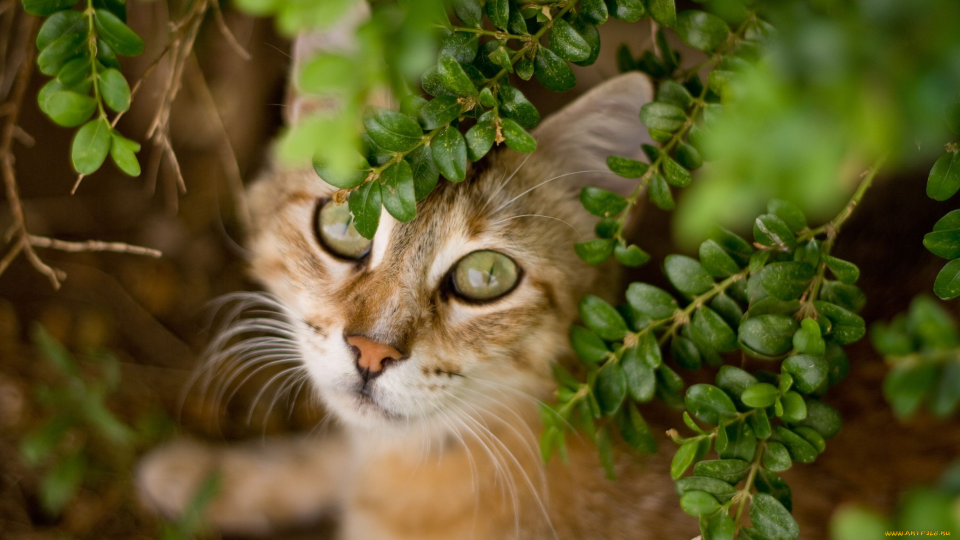 животные, коты, морда