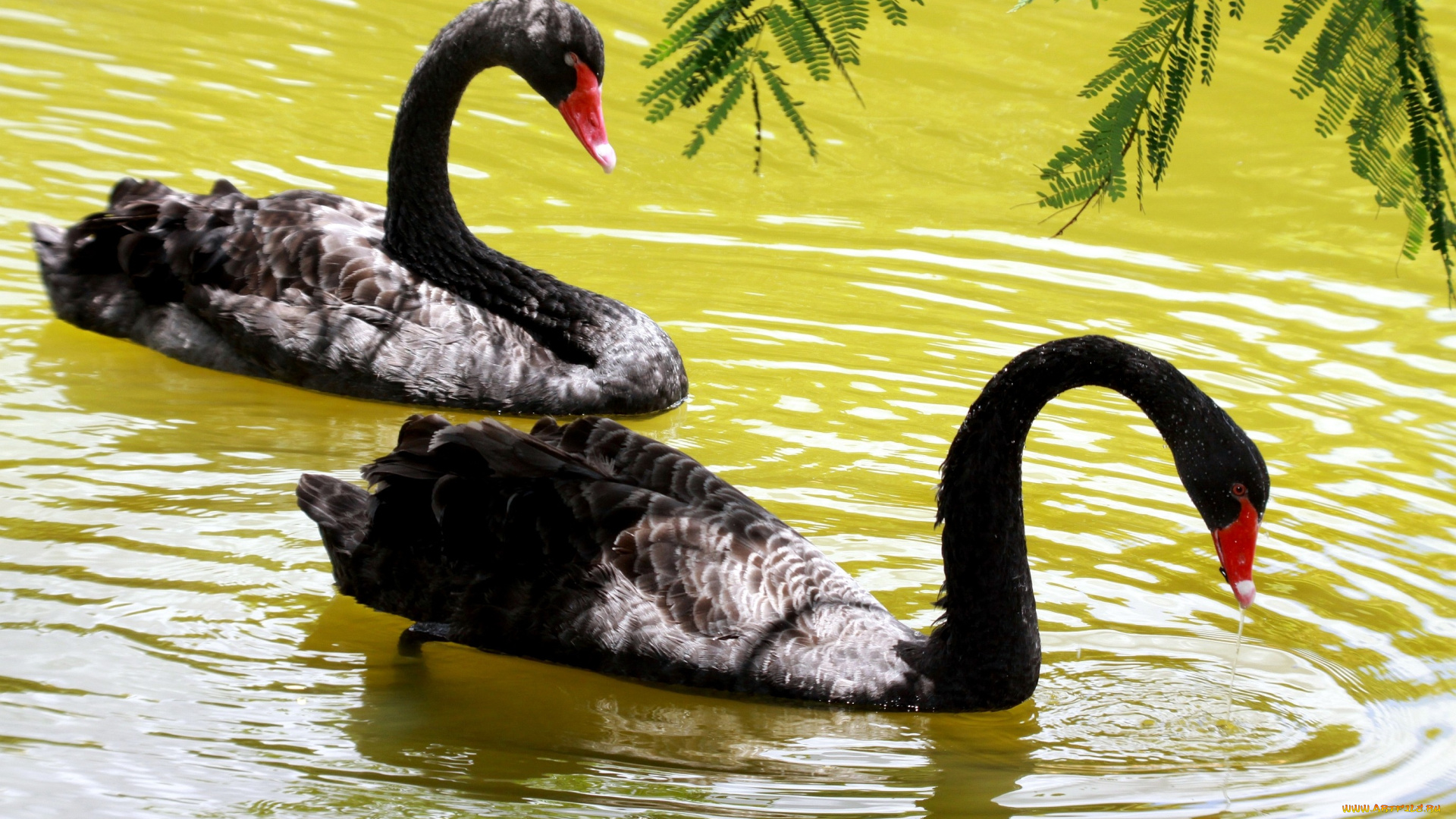 животные, лебеди, черный, пара, вода