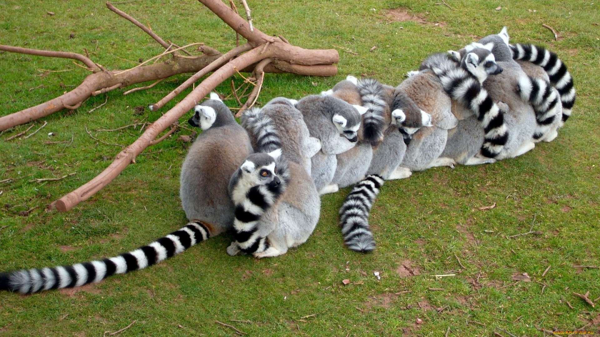 животные, лемуры, цепочка, забавный, много, хвосты