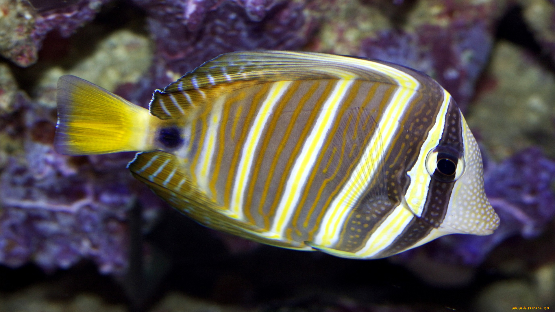 животные, рыбы, плавание, полоски