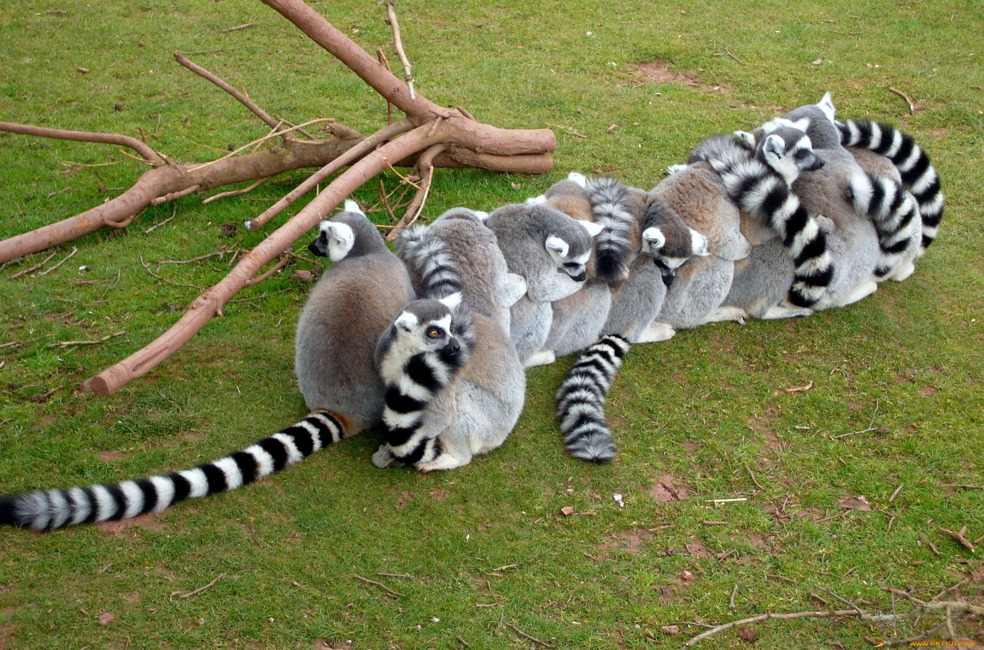 животные, лемуры, цепочка, забавный, много, хвосты