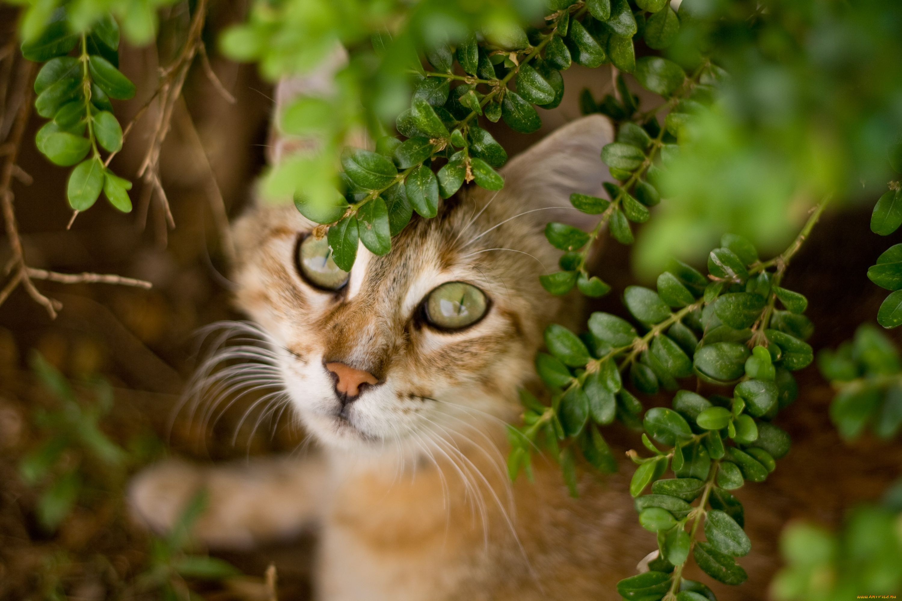 животные, коты, морда