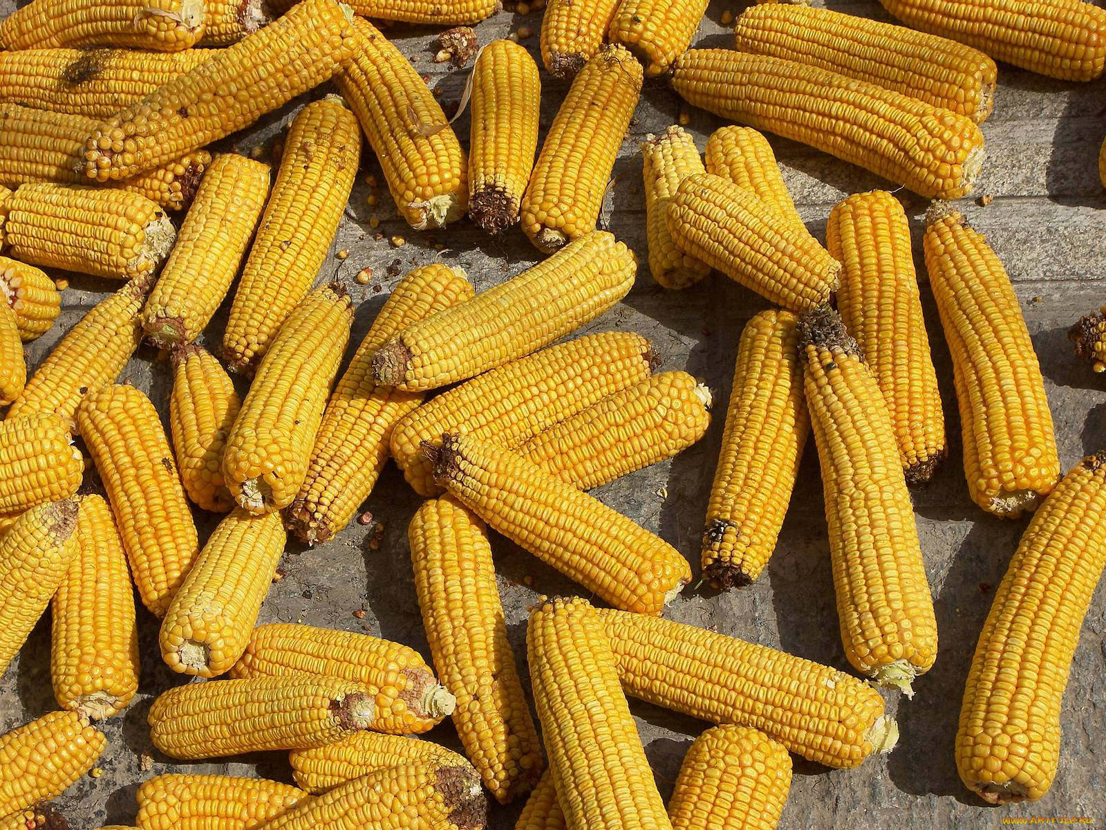 еда, кукуруза