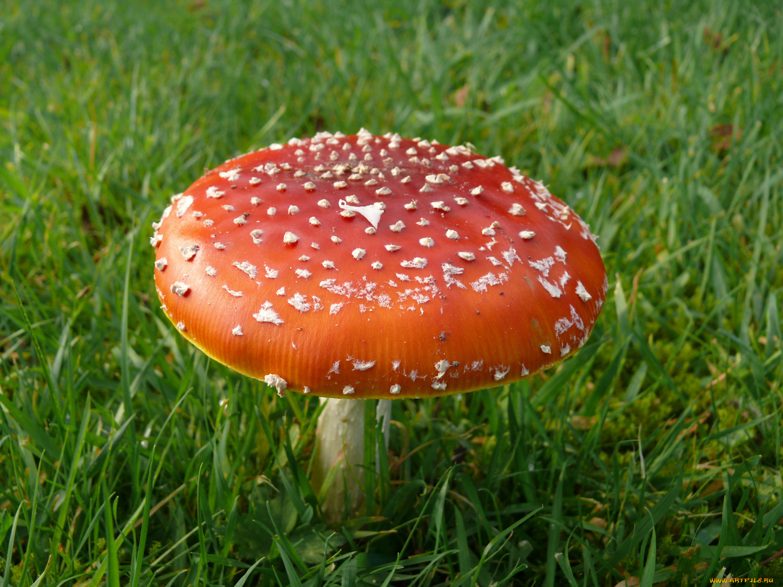 природа, грибы, мухомор