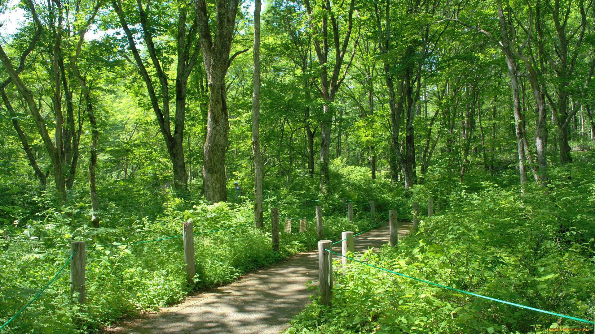 природа, лес