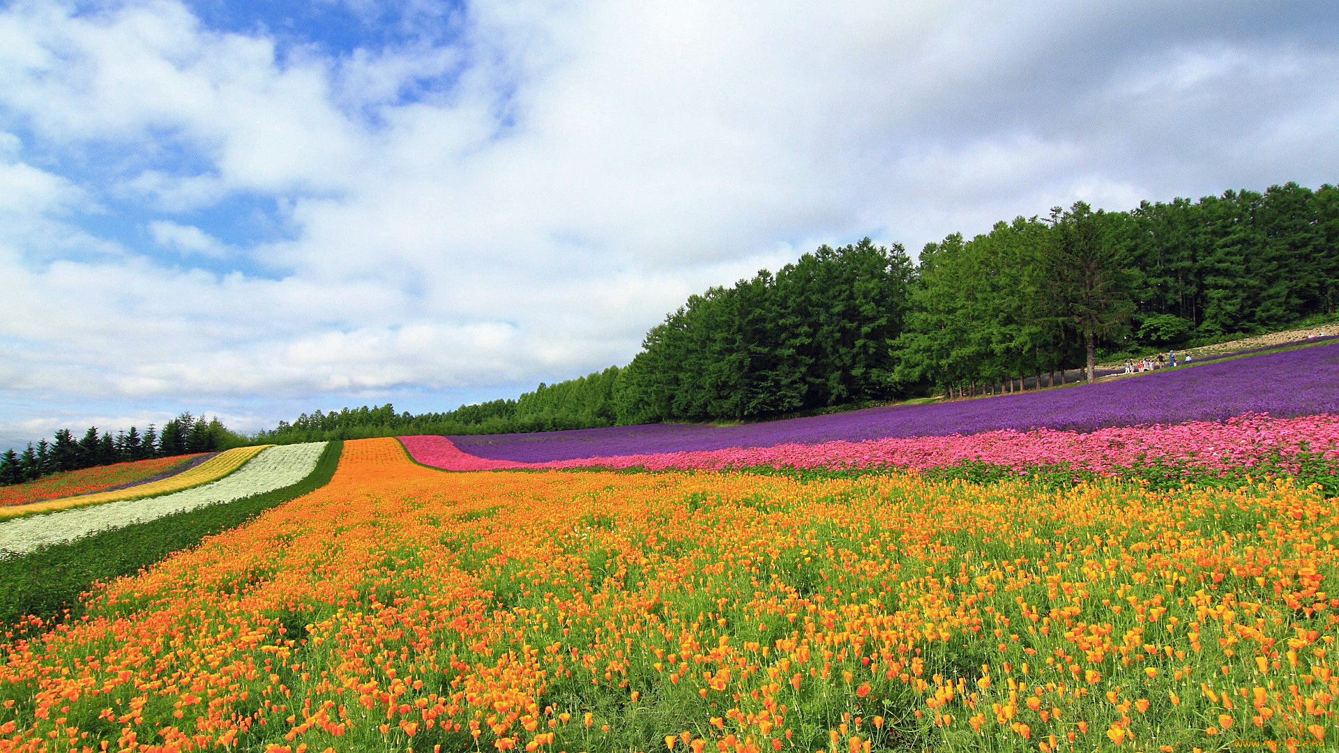 природа, поля, цветы, поле