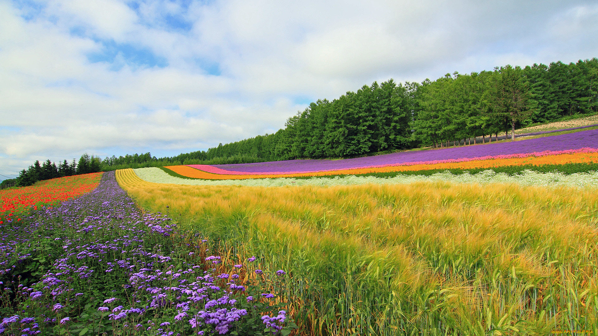 природа, поля, поле, цветы