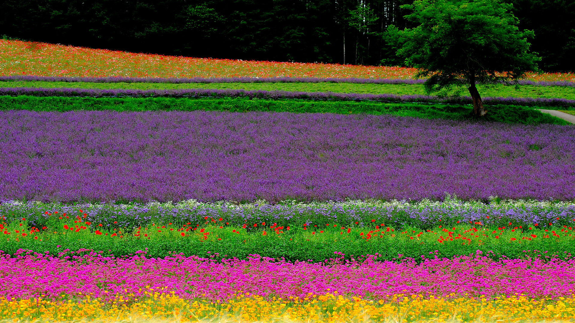 природа, поля, поле, цветы