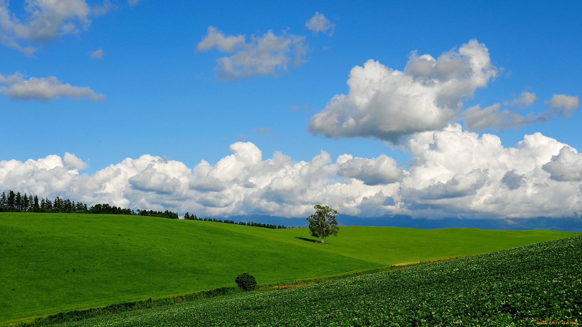 природа, поля, поле, цветы