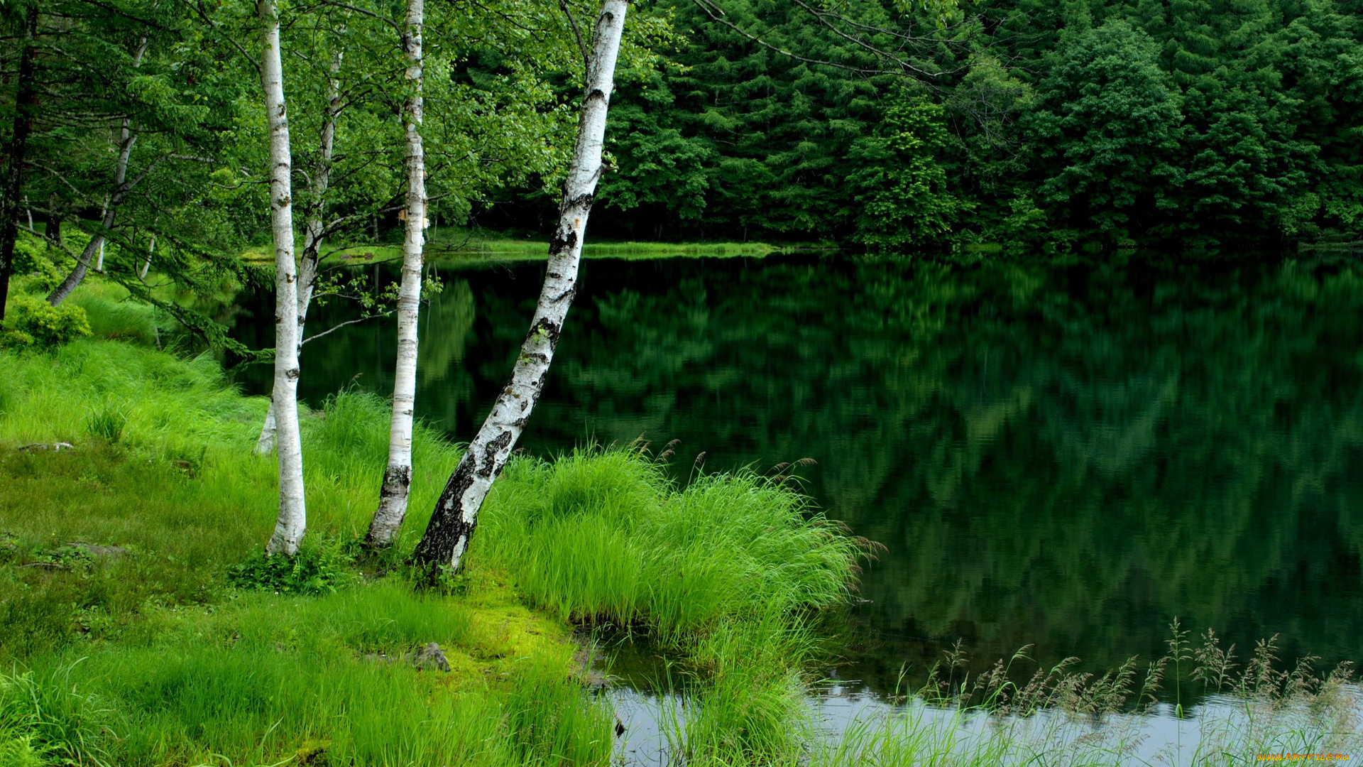 природа, реки, озера, березы