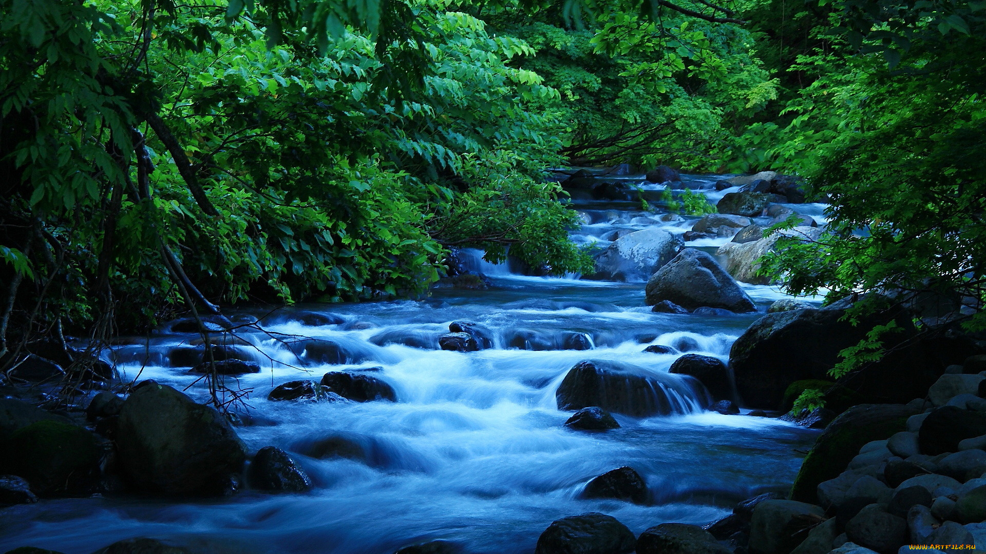 природа, реки, озера, лес, река