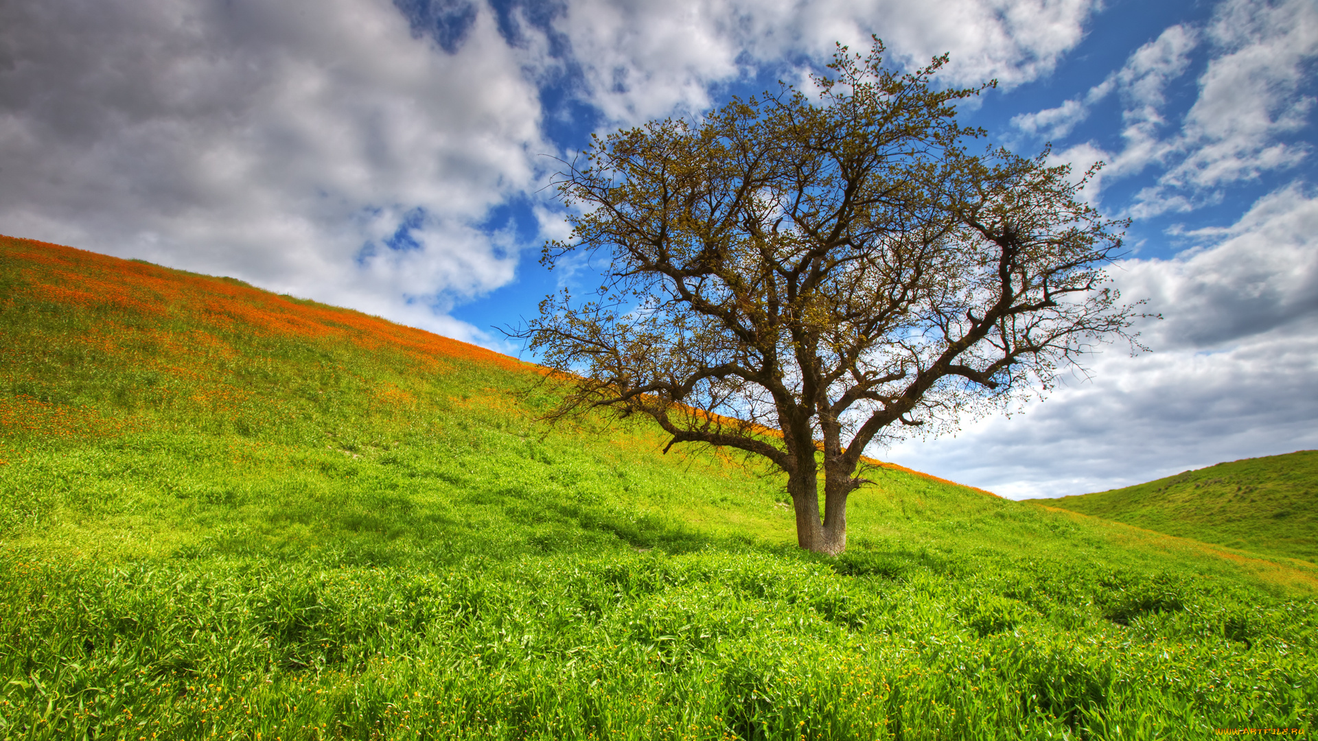 spring, tree, природа, деревья, холм, дерево, трава