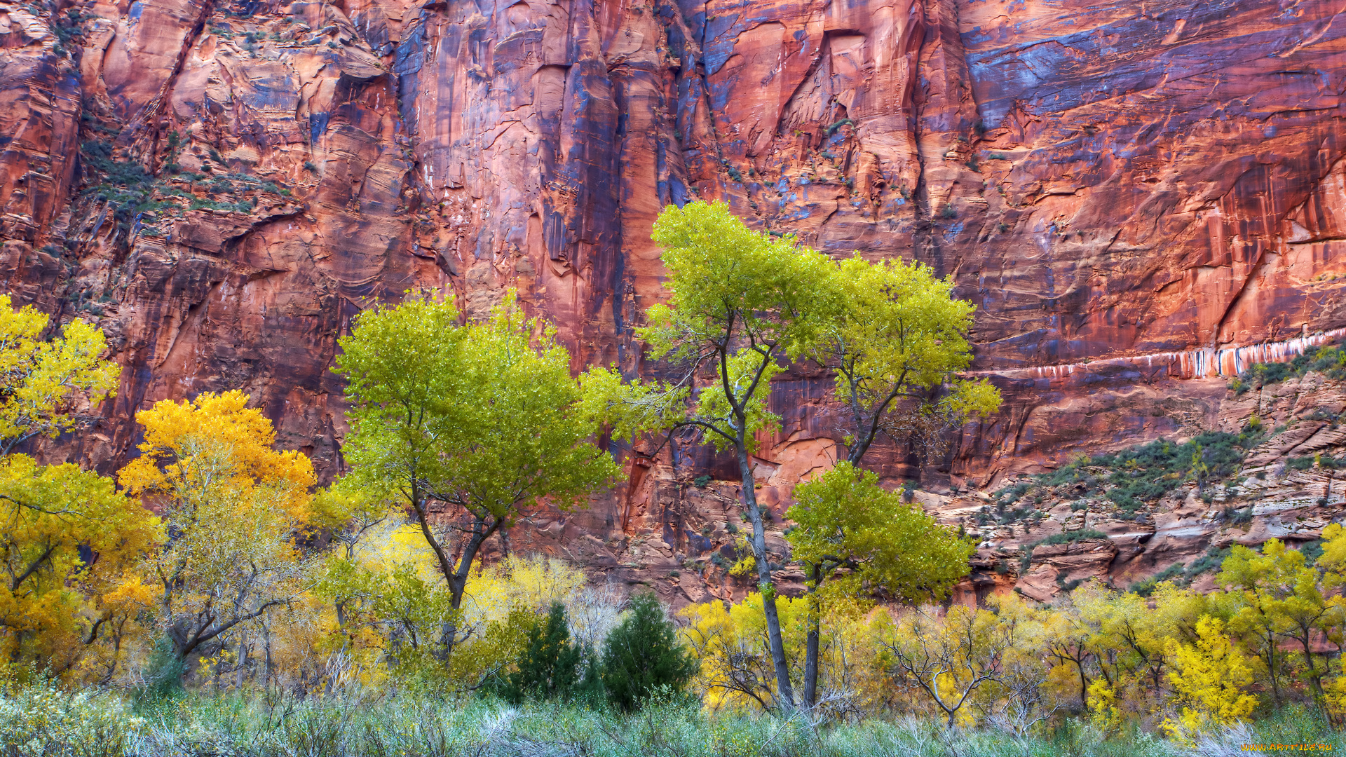 zion, fall, природа, горы, деревья, трава, отвесные, скалы