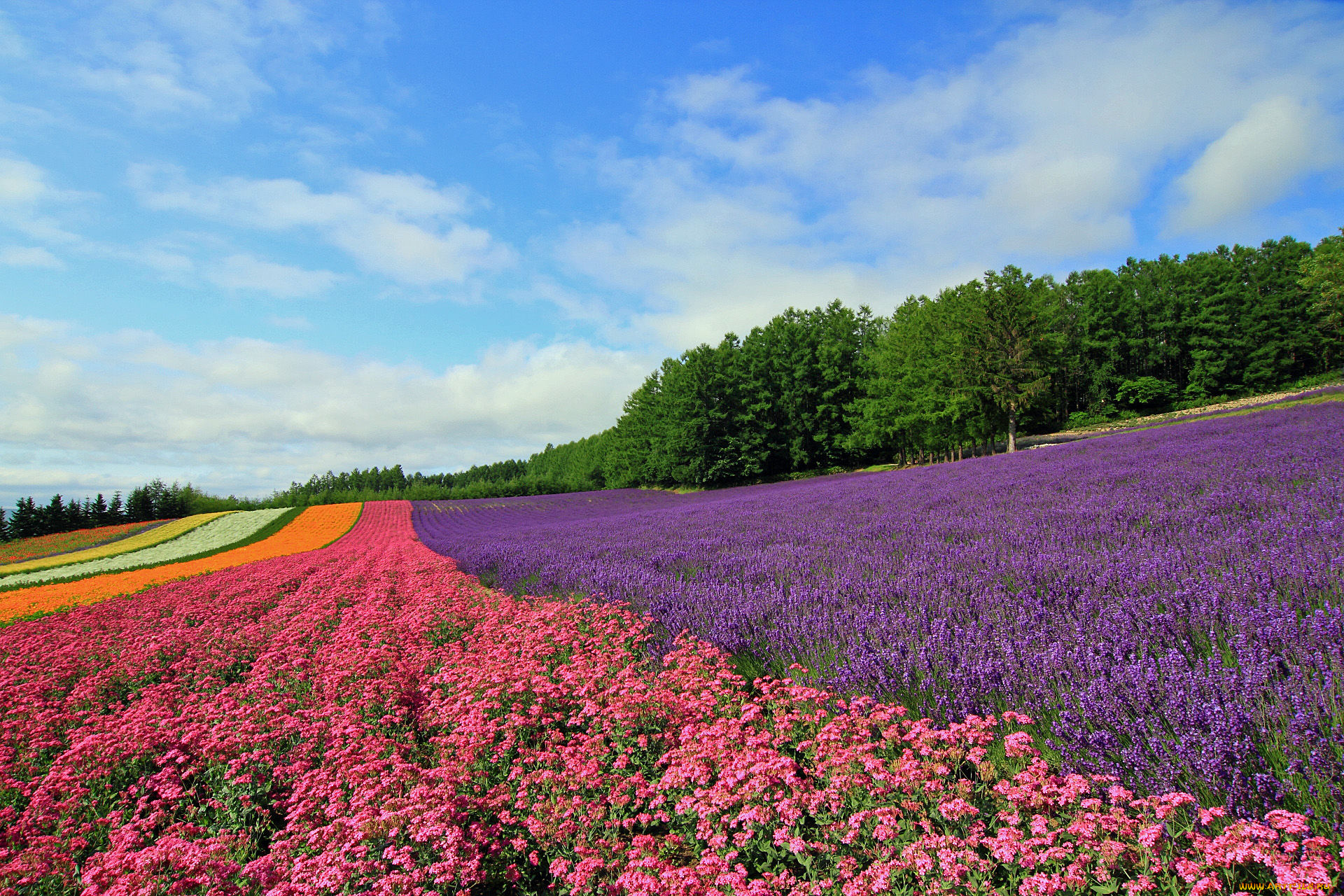 природа, поля, поле, цветы