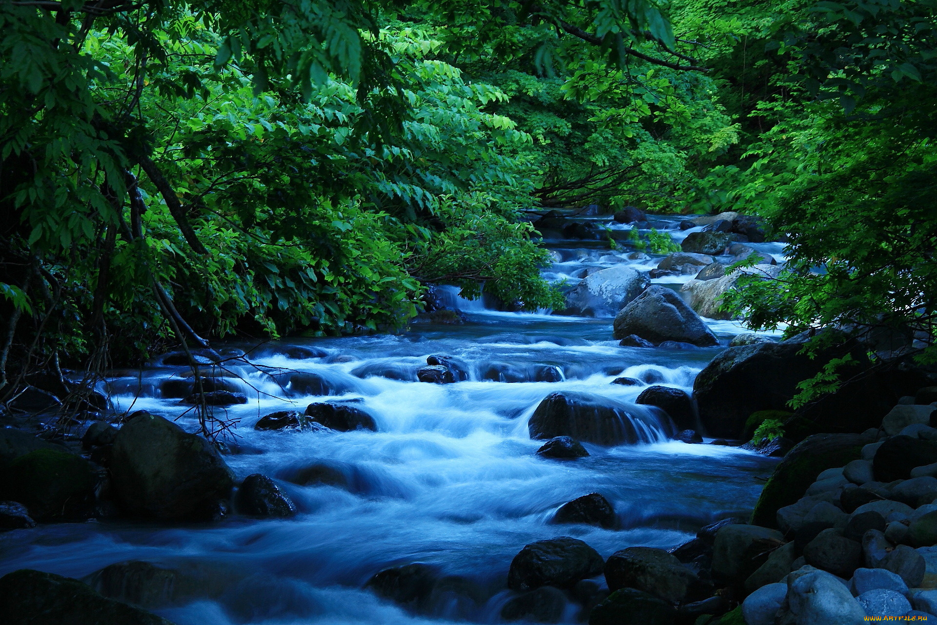 природа, реки, озера, лес, река