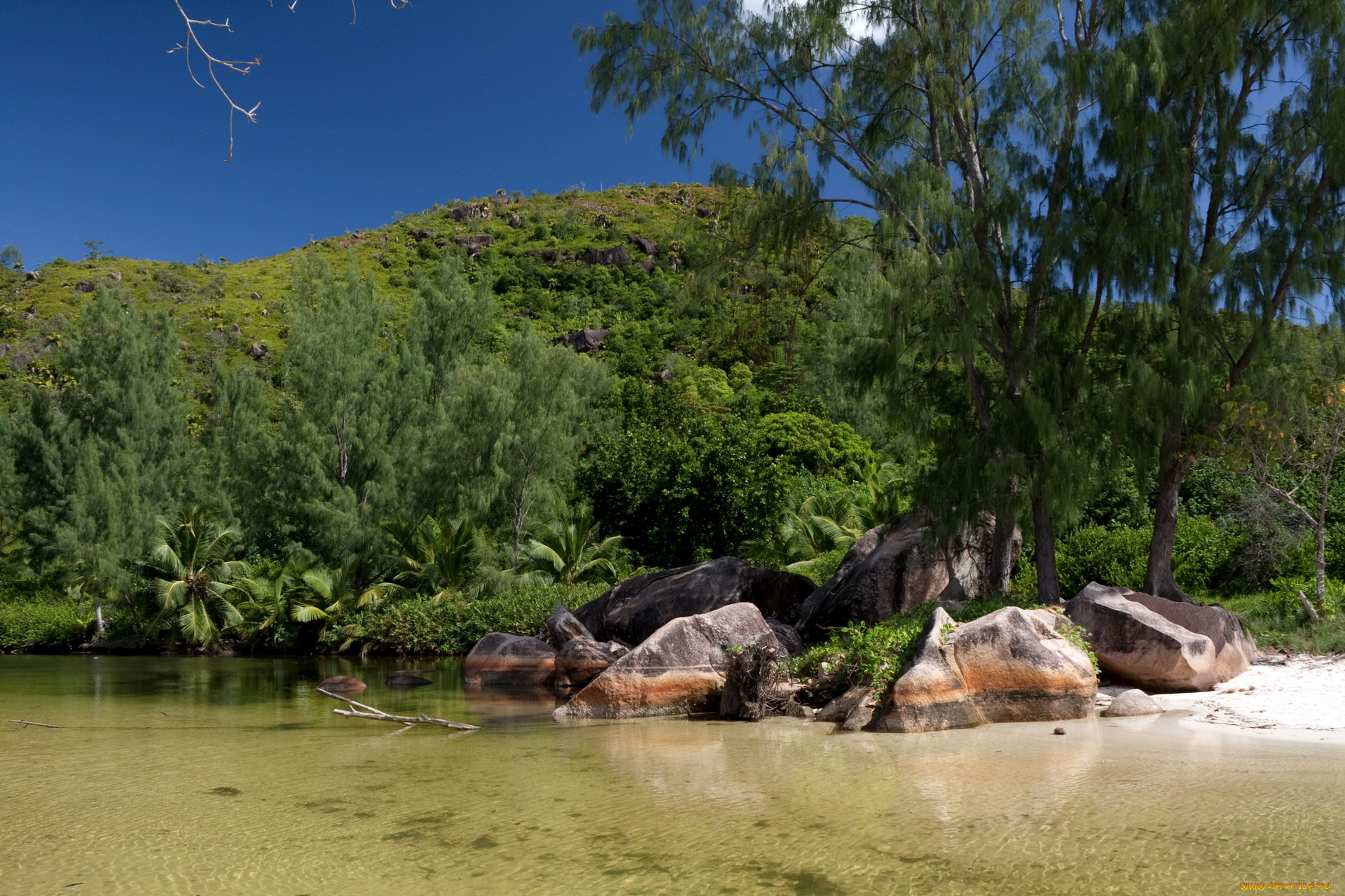 seychelles, praslin, природа, тропики, остров